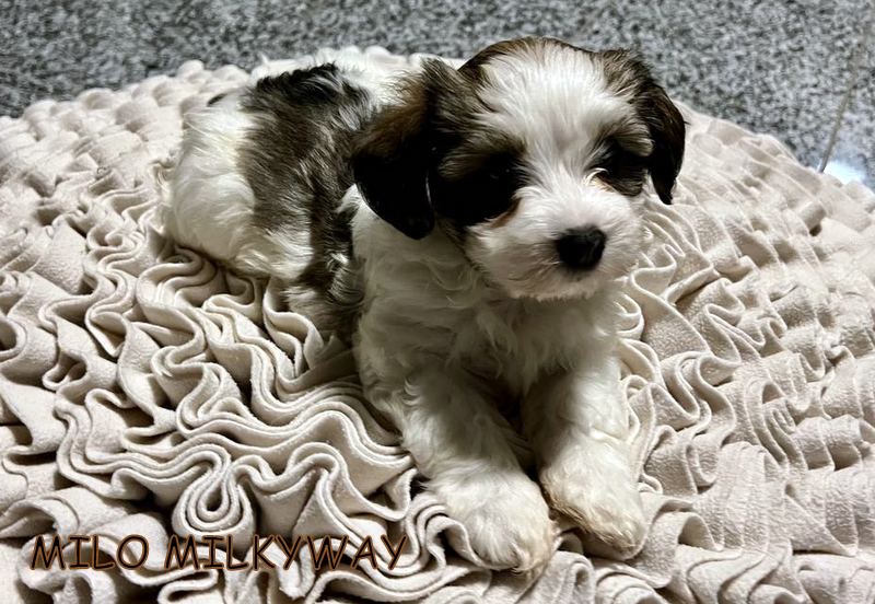 415511472_1412725006269155_2143589466436943432_n