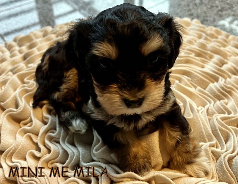 419703927_1471594786736626_832044640305144845_n