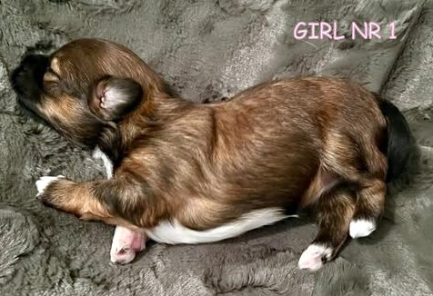 470054840_1841864736634621_4858361474369743992_n